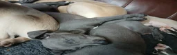 Whippet dogs for sale: High Quality Whippet pups Crufts - Advert 34