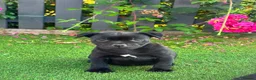 Staffordshire Bull Terrier dogs for sale: Kc reg Quality traditional sbt puppies - Advert 3