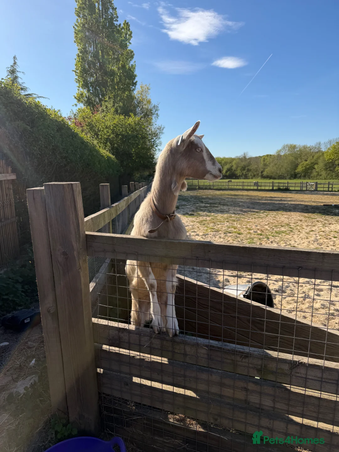 Goats livestock for sale: Very friendly female Nubian goats   - Advert 1