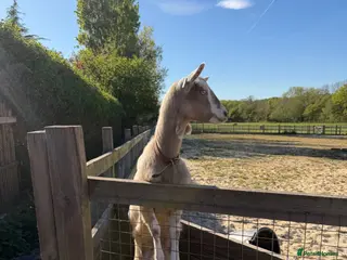Goats livestock for sale: Very friendly female Nubian goats - Advert 1