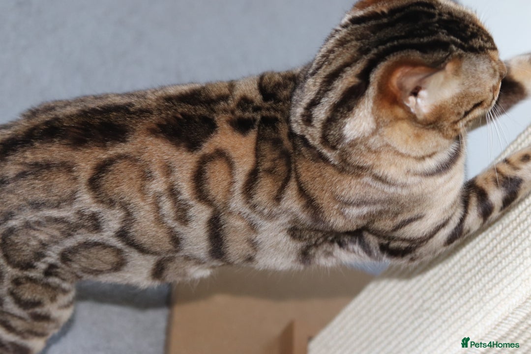 Bengal cats for sale: Exceptional Seal Sepia Bengal Queen  - Advert 12