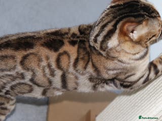 Bengal cats Exceptional Seal Sepia Bengal Queen - Advert 6