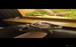 Corn Snake reptiles for sale: Beautiful corn snake and set up  - Image 2