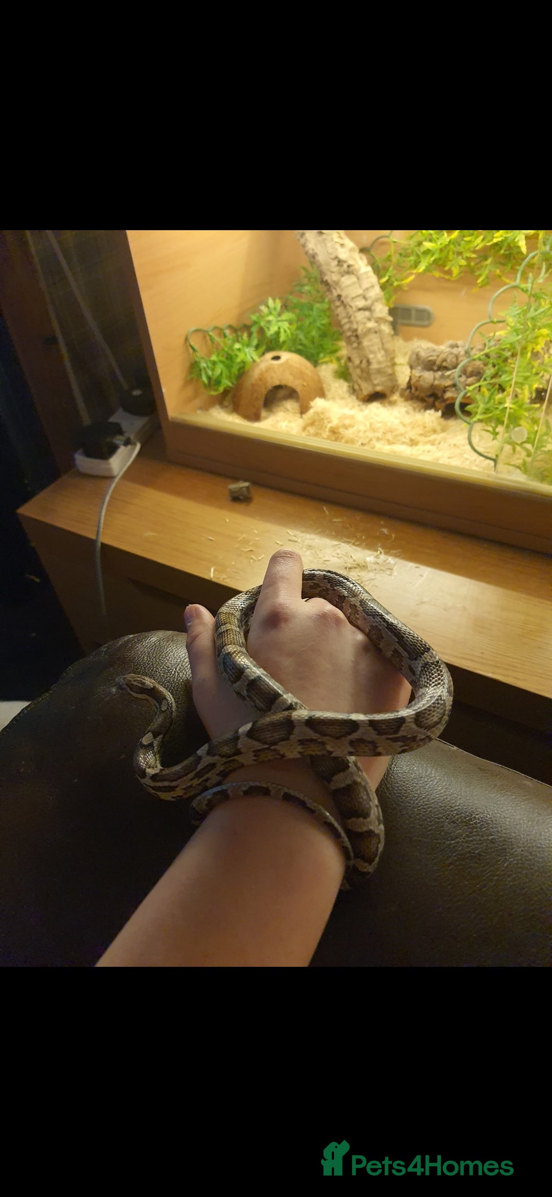 Corn Snake reptiles for sale: Beautiful corn snake and set up  - Image 2