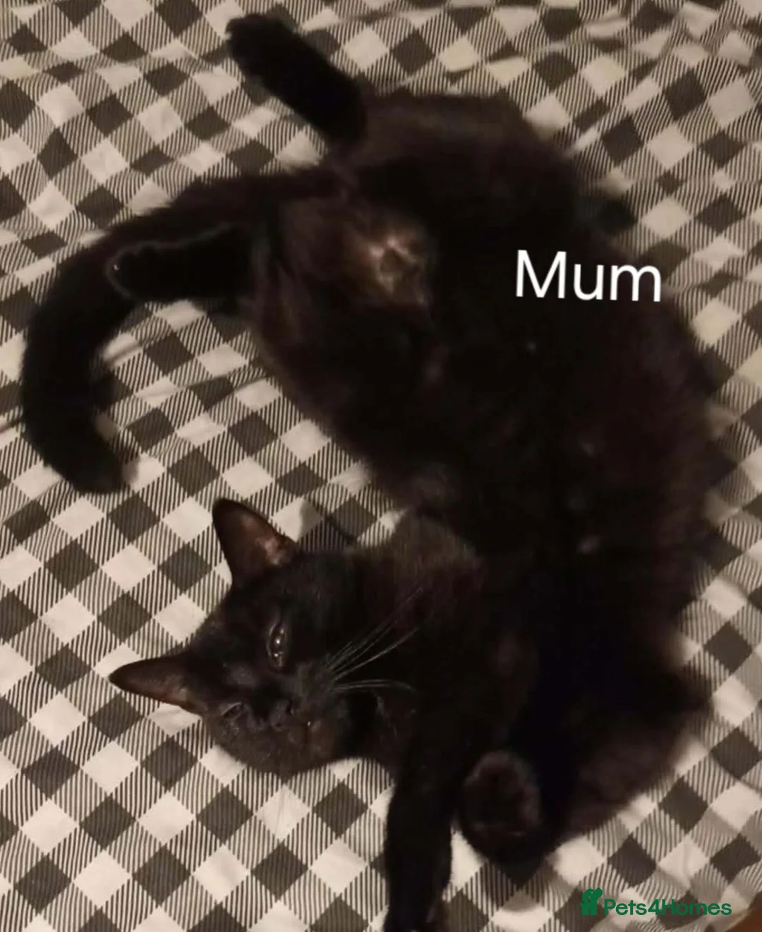 British Shorthair cats for sale: 3 Black/ghost tabby kittens - Advert 2
