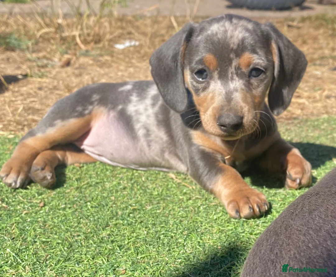 Miniature Dachshund dogs for stud: ⭐️⭐️⭐️KC MINIATURE DACHSHUND FOR STUD⭐️⭐️  in Southampton - Advert 21