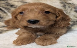 Cockapoo dogs for sale: Beautiful F1 Cockapoo puppies DNA clear  - Image 12