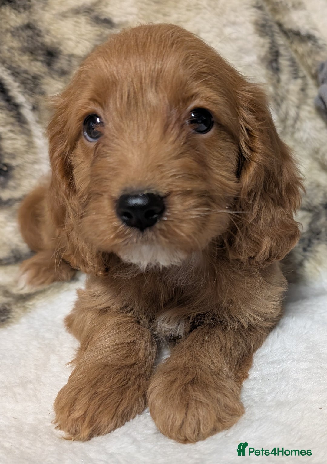 Cockapoo dogs for sale: Beautiful F1 Cockapoo puppies DNA clear  - Image 12