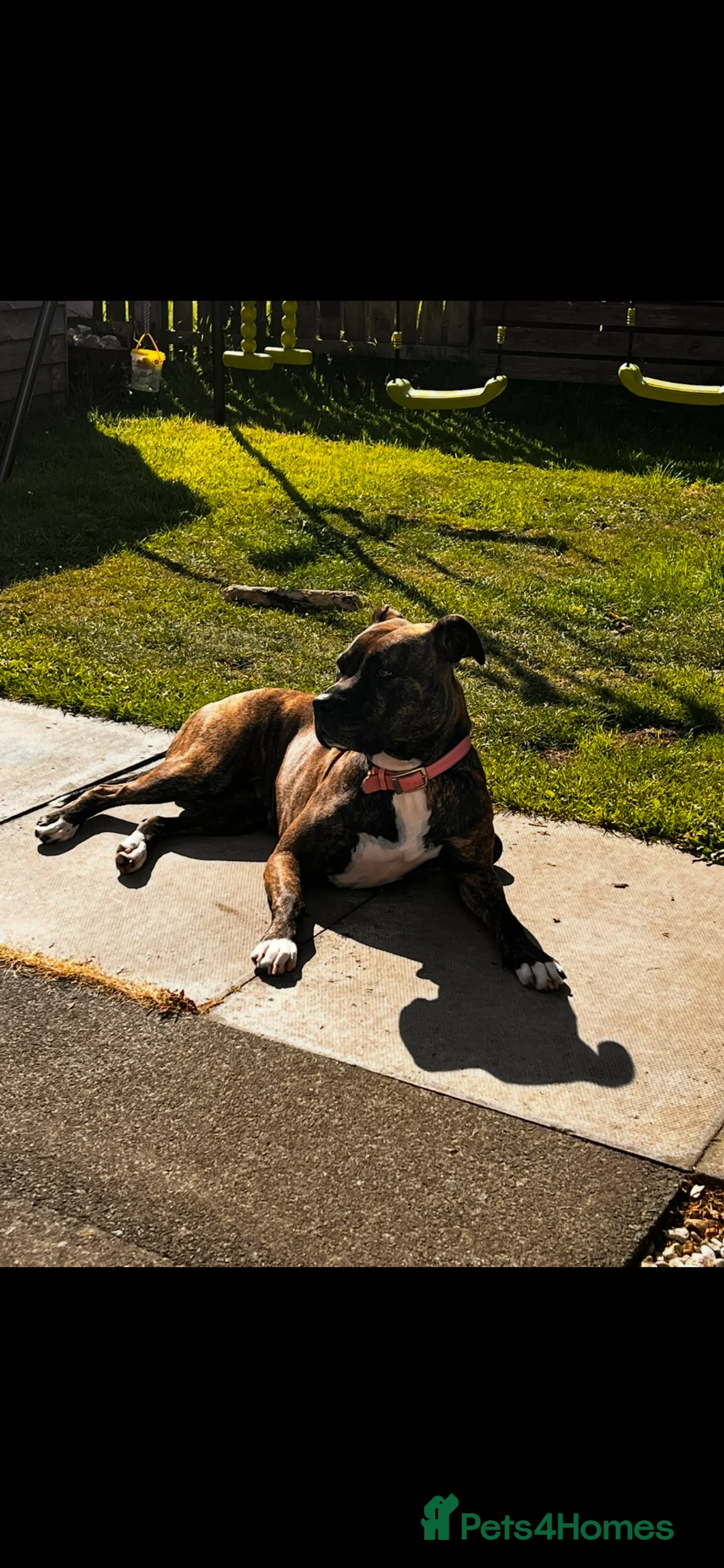 Mixed Breed dogs for sale: Bulldog Labrador mix puppies  - Advert 36