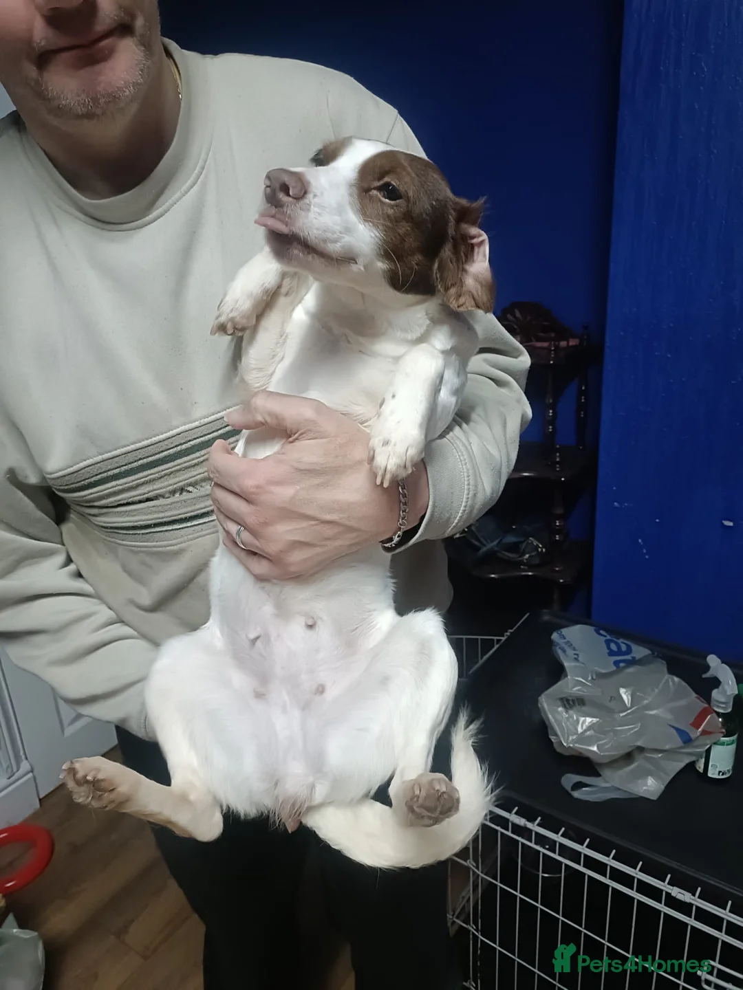 Cocker Spaniel dogs for sale: Cocker spaniel for sale - Advert 2