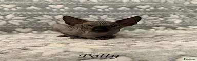 Polly
