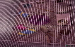 Hamster rodents for sale: Russian dwarf hamster cage included  - Advert 3