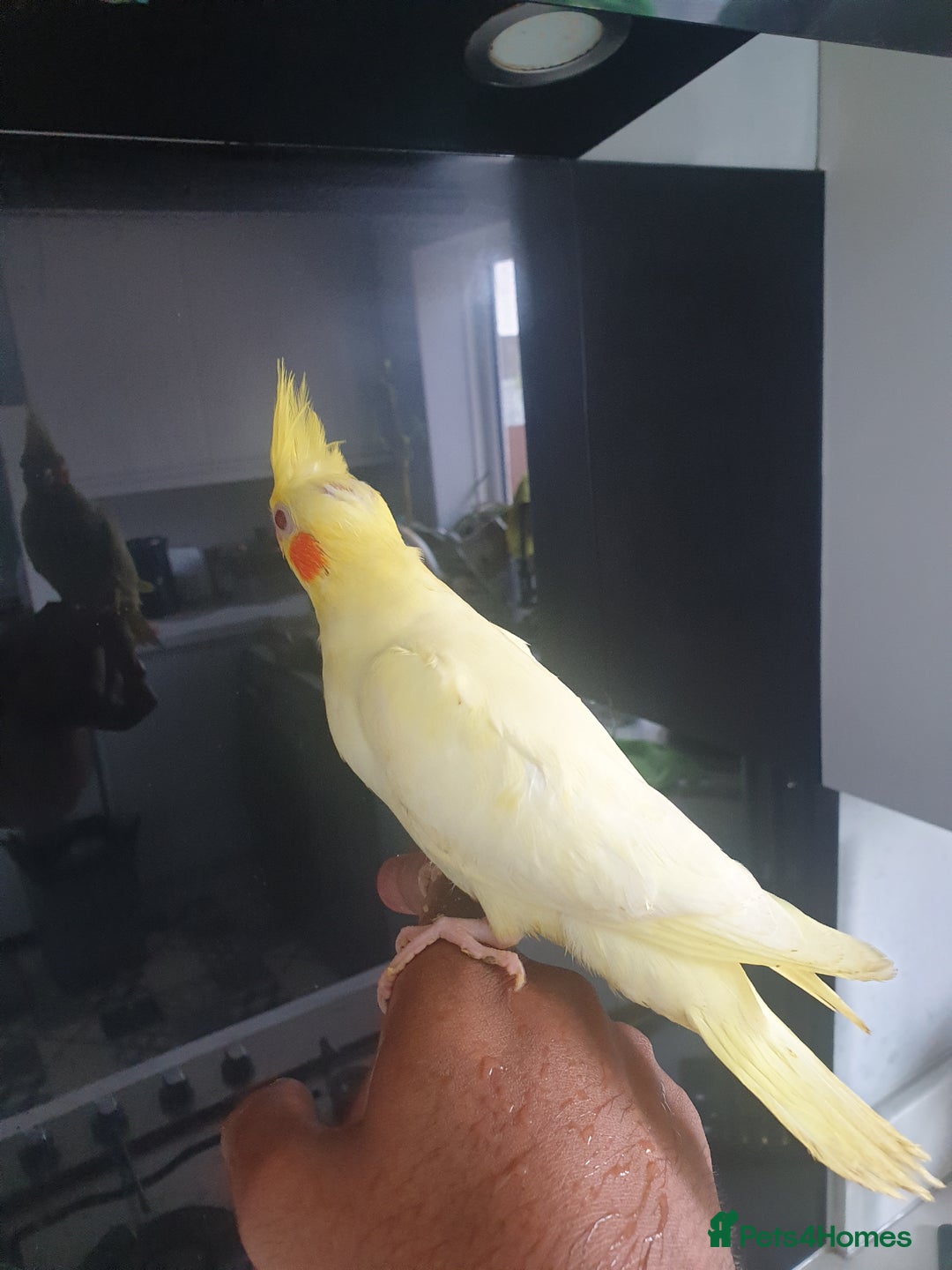 Cockatiels birds for sale: 2 x lutino cockatiels babies 7 weeks old - Image 8