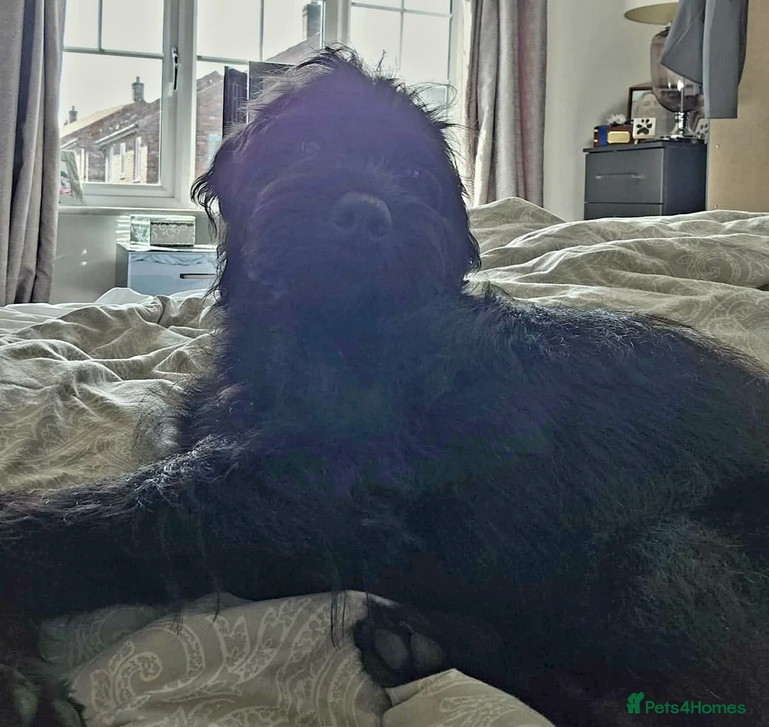 Labradoodle dogs for sale: Male Labradoodle looking for loving home - Advert 2
