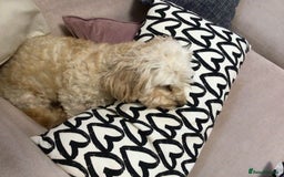 Mixed Breed dogs for sale: Cavapoochons  - Image 10