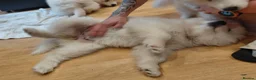 Samoyed dogs for sale: Fluffy Samoyed Puppies 🐾 - Advert 11