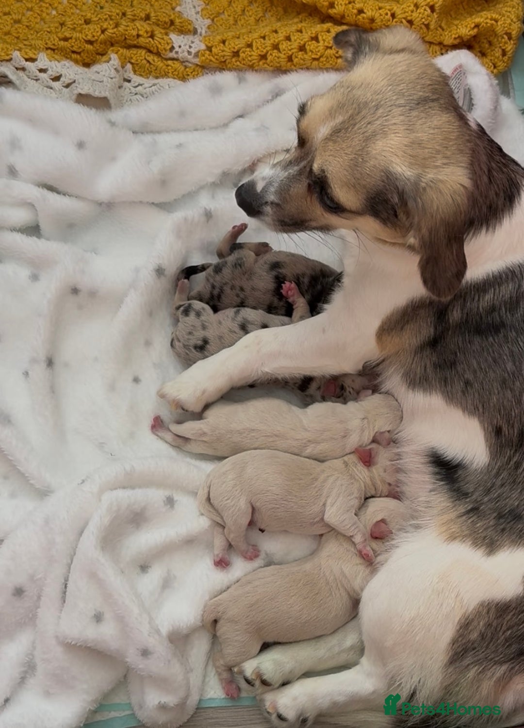 Pomchi dogs for sale: Beautiful Pomchi puppies  - Image 2