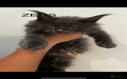 Maine Coon cats for sale: STUNNING MAINE COON KITTENS BLUE SMOKE (tica reg ) - Image 9