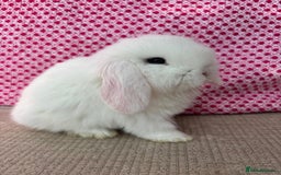 Mini Lop rabbits for sale: Beautiful mini lop kits  - Image 7