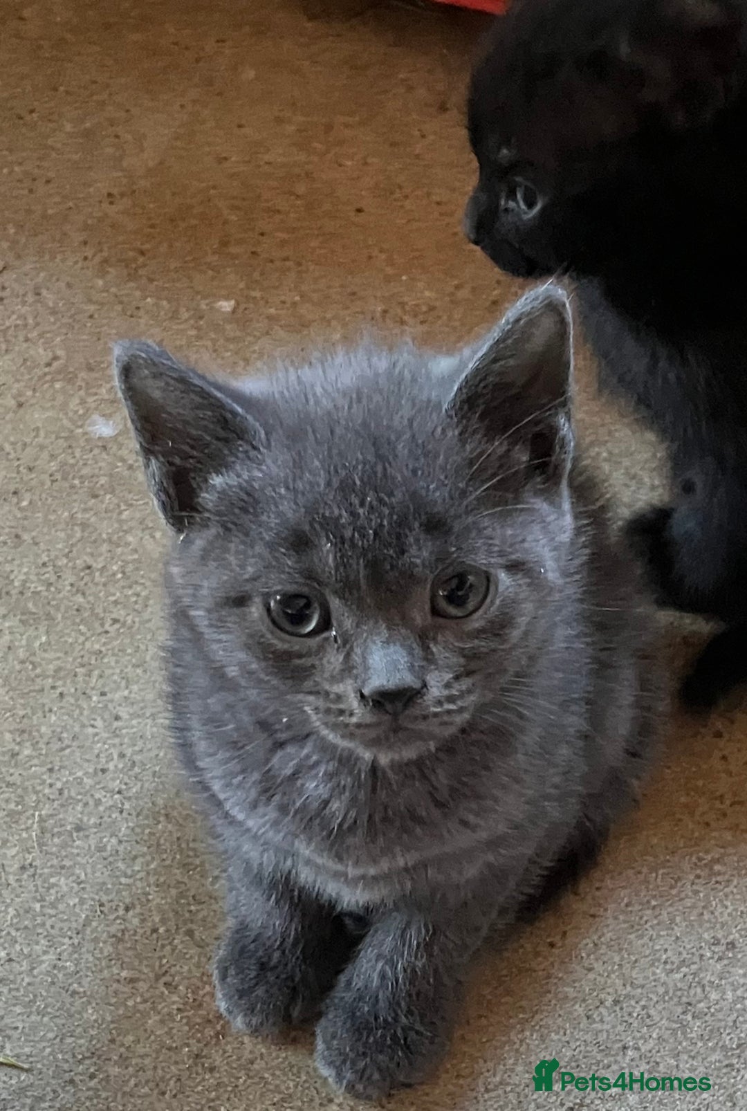 Domestic Shorthair cats for sale: Gorgeous blue short haired kittens  - Advert 4