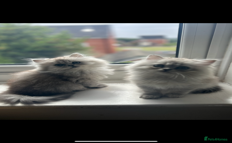 Persian cats - Advert 2
