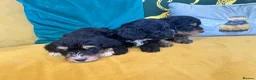 Cockapoo dogs for sale: F1 Cockerpo litter  - Advert 5