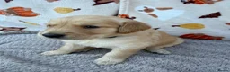 Golden Retriever dogs for sale: Beautiful golden retriever puppies - Advert 12