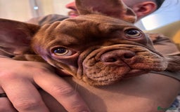 French Bulldog dogs for sale: Kronk Rojo French bulldog  - Image 2