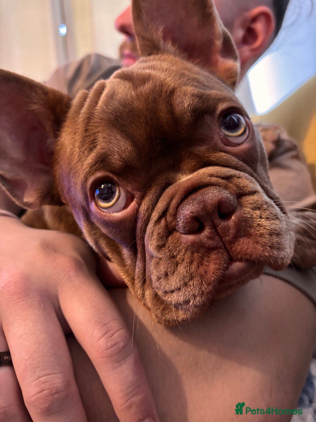 French Bulldog dogs for sale: Kronk Rojo French bulldog  - Image 2