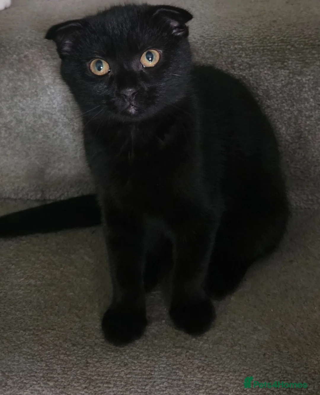 Mixed Breed cats for sale: 4 Female kittens  - Advert 16