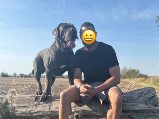 Cane Corso dogs Baloo - Advert 2