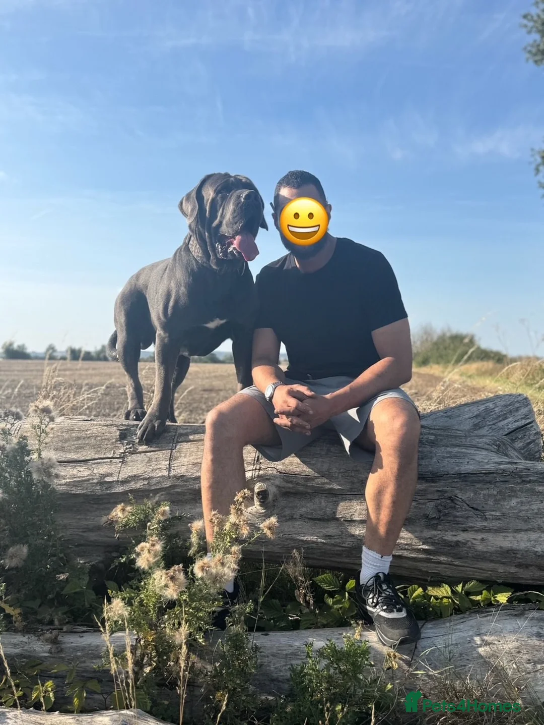 Cane Corso dogs for stud: Baloo  - Advert 1