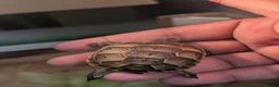 Tortoise reptiles for sale: Spur Thigh and Herman Tortoise  - Advert 3
