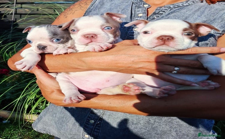 Boston Terrier dogs - Advert 2