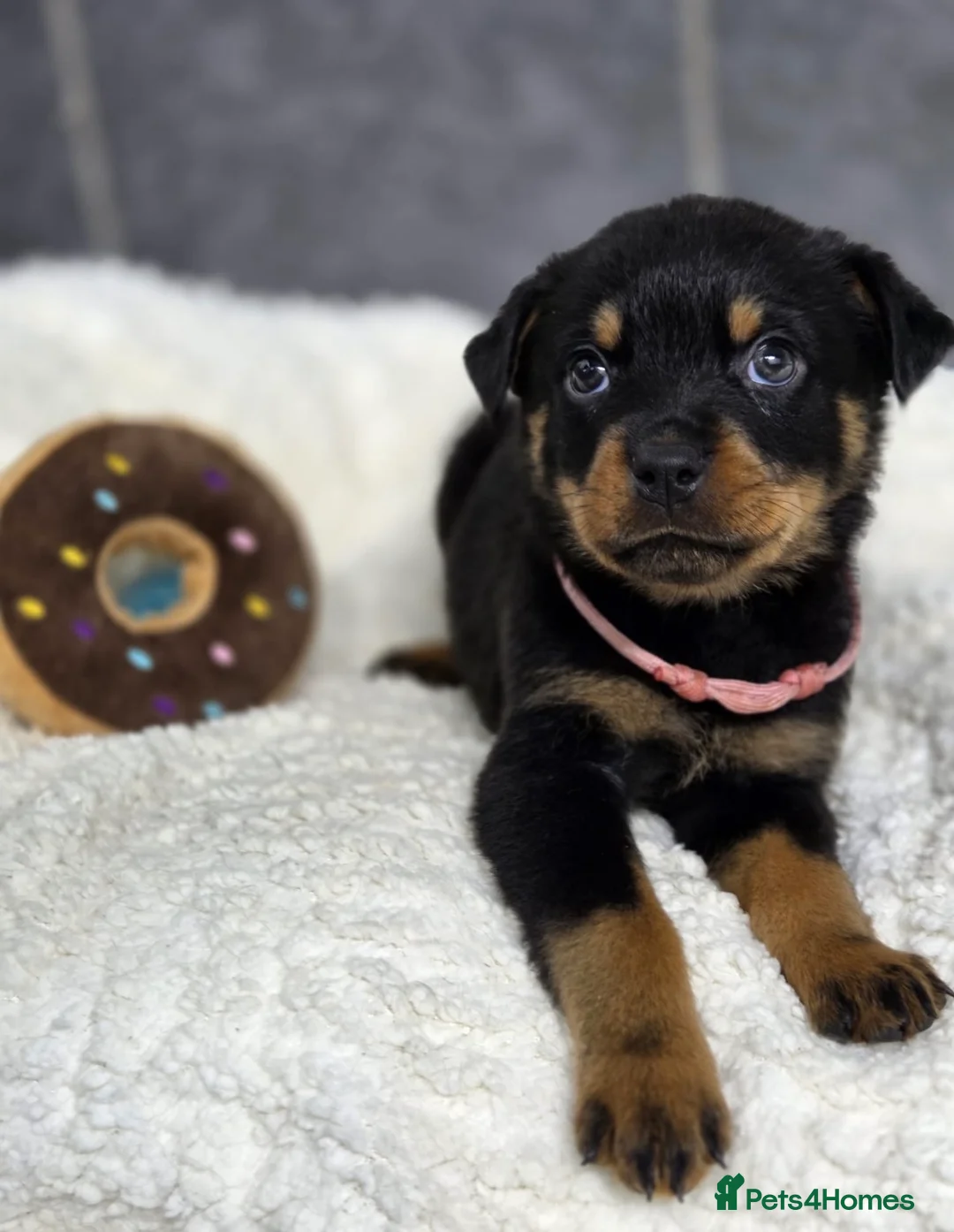 Rottweiler dogs for sale: Stunning Rottweiler pups - Advert 11