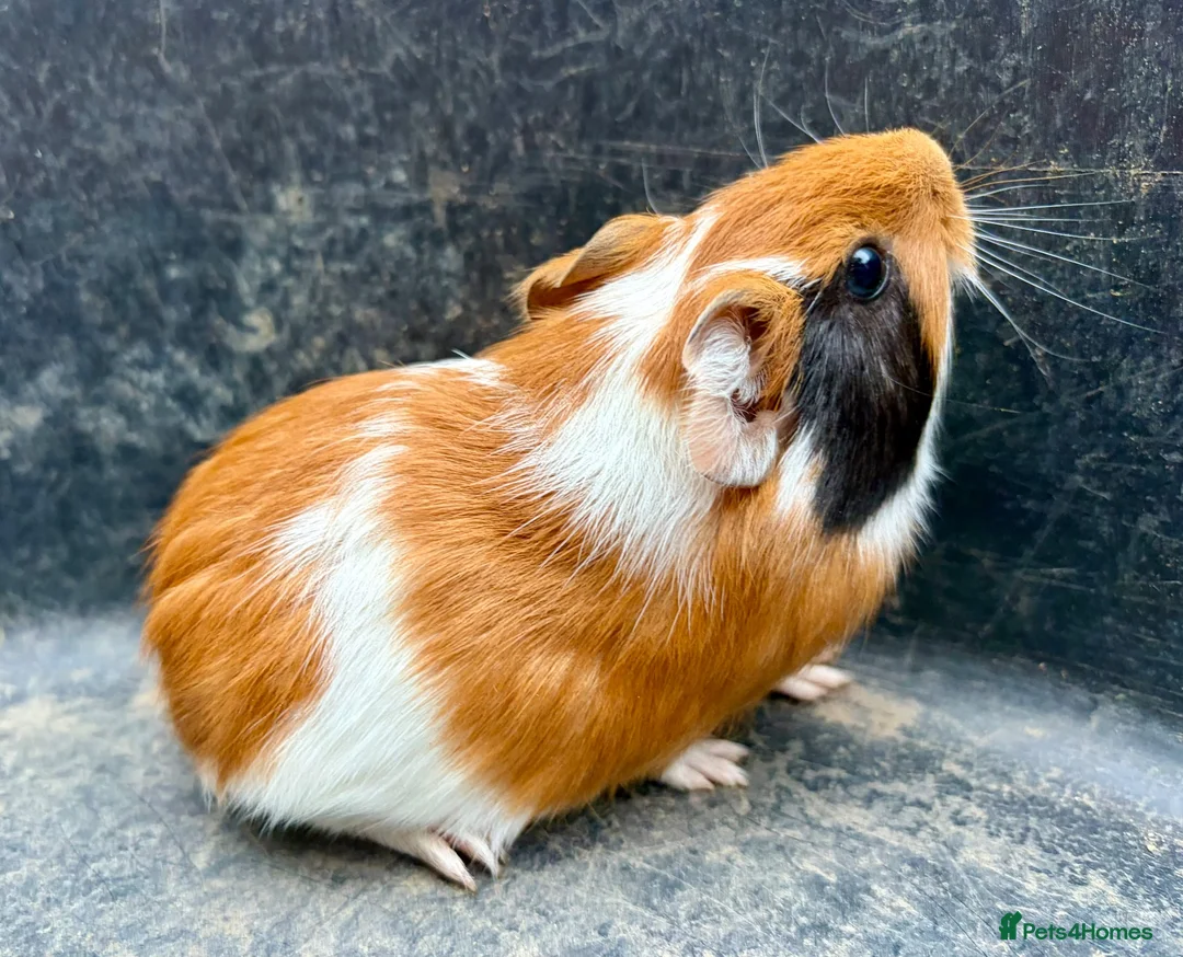 Guinea Pig rodents for sale: Guinea pigs for sale - Advert 2