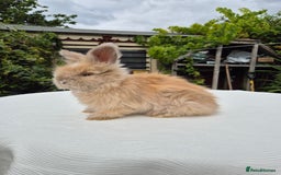 Angora rabbits for sale: Gorgeous Pedigree Full Faced Angora  - Image 8