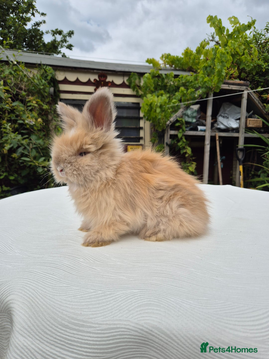 Angora rabbits for sale: Gorgeous Pedigree Full Faced Angora  - Image 8
