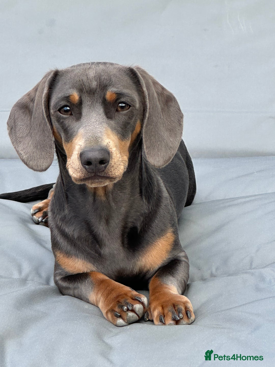 Miniature Dachshund dogs for stud: Available for stud blue and tan mini dachshund - Image 8