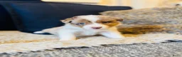 Border Collie dogs for sale: Our Bred Border Collie Puppies For Sale - Advert 6