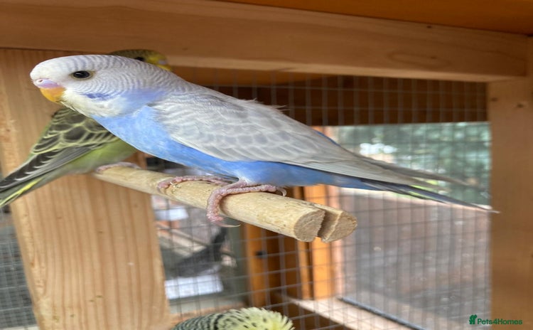 Budgerigars birds - Advert 16
