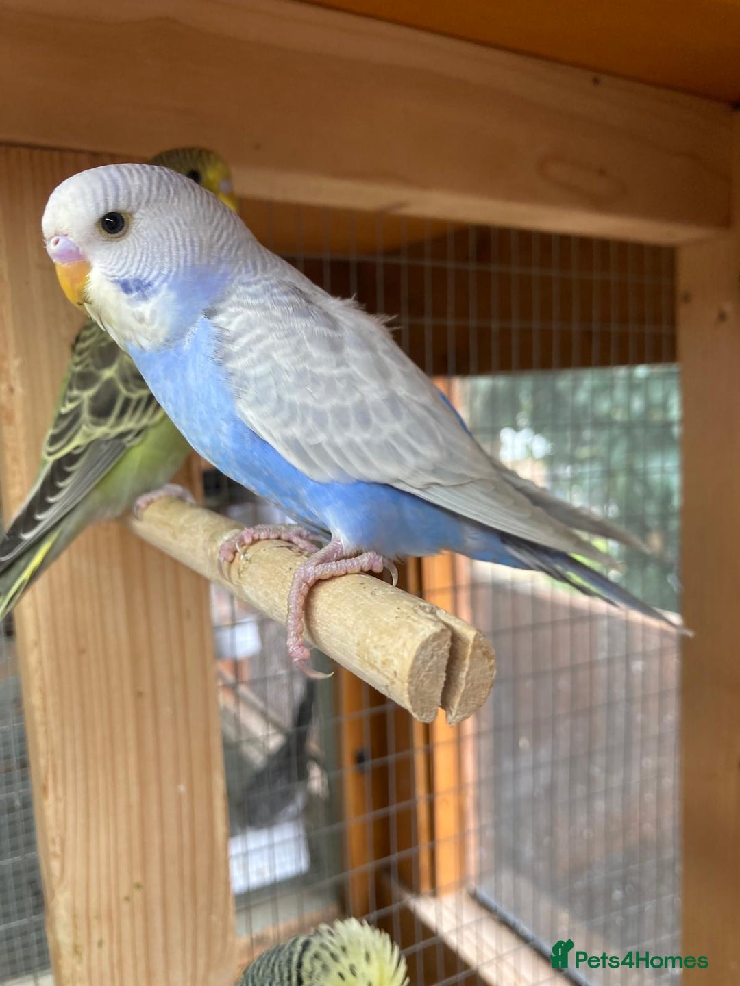 Budgerigars birds for sale: Baby budgies 8 weeks  - Image 1