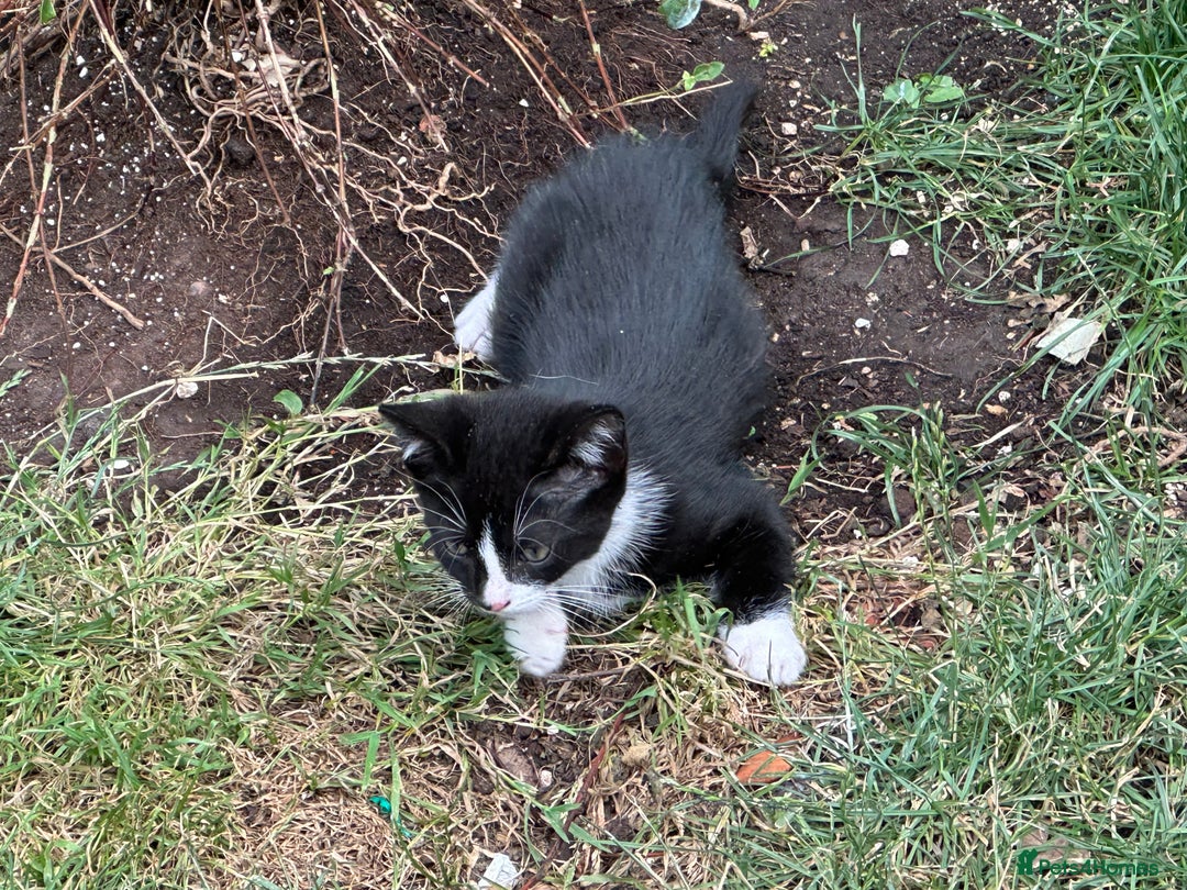 Mixed Breed cats for sale: Three kittens  - Image 14