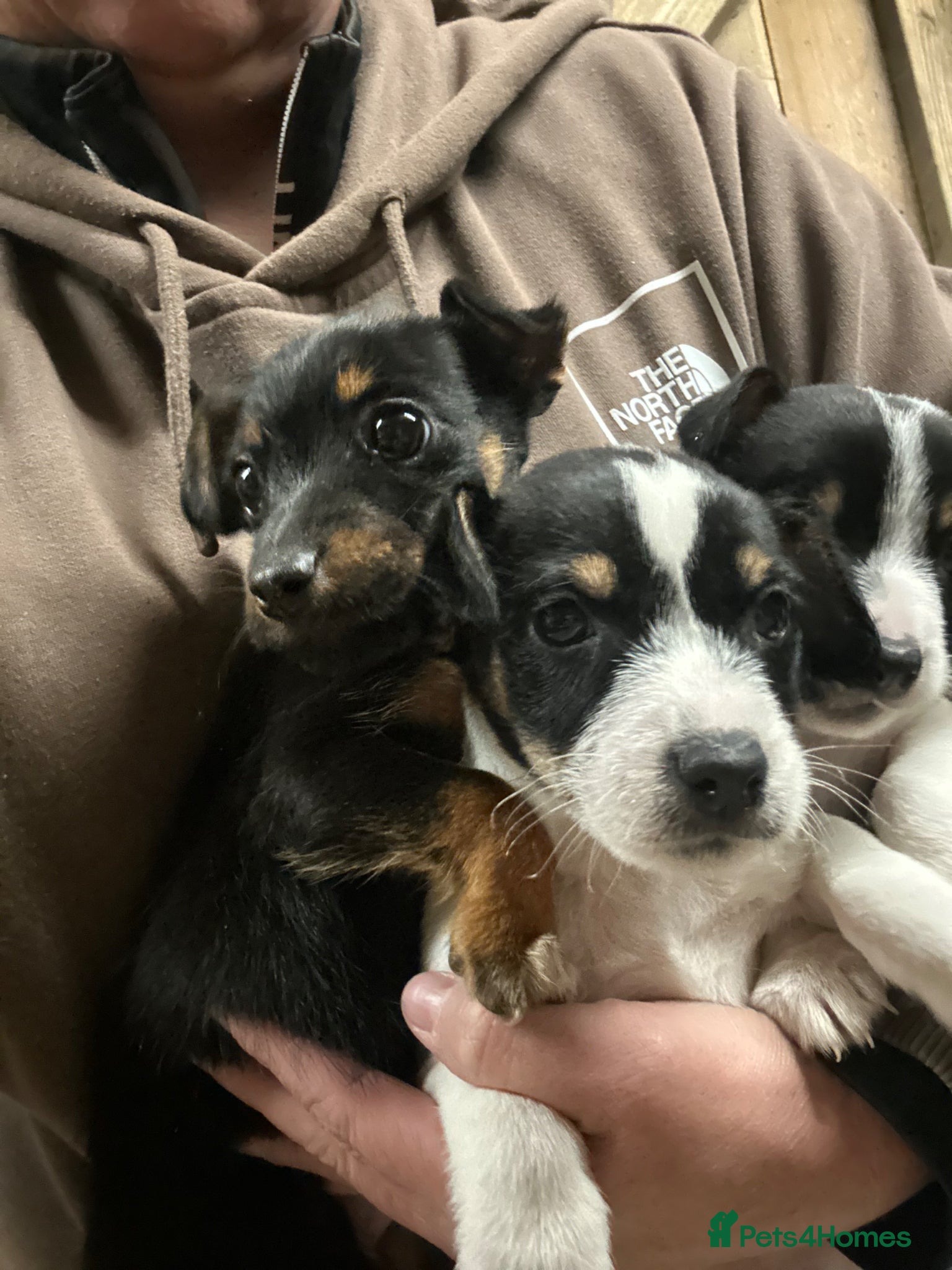 Jack Russell dogs Traditional jackrussel puppies - Advert 6