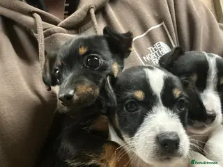 Jack Russell dogs Traditional jackrussel puppies - Advert 6