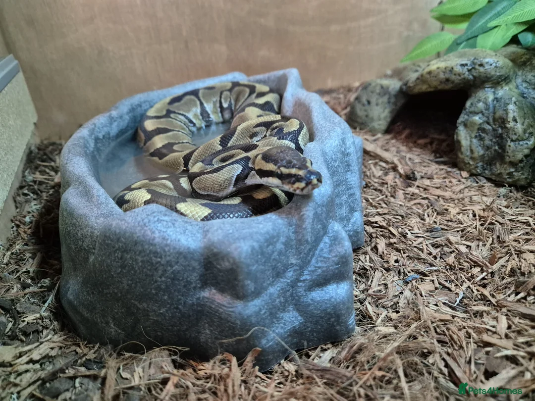 Python Snake reptiles for sale: Ball Python for Sale - Advert 5