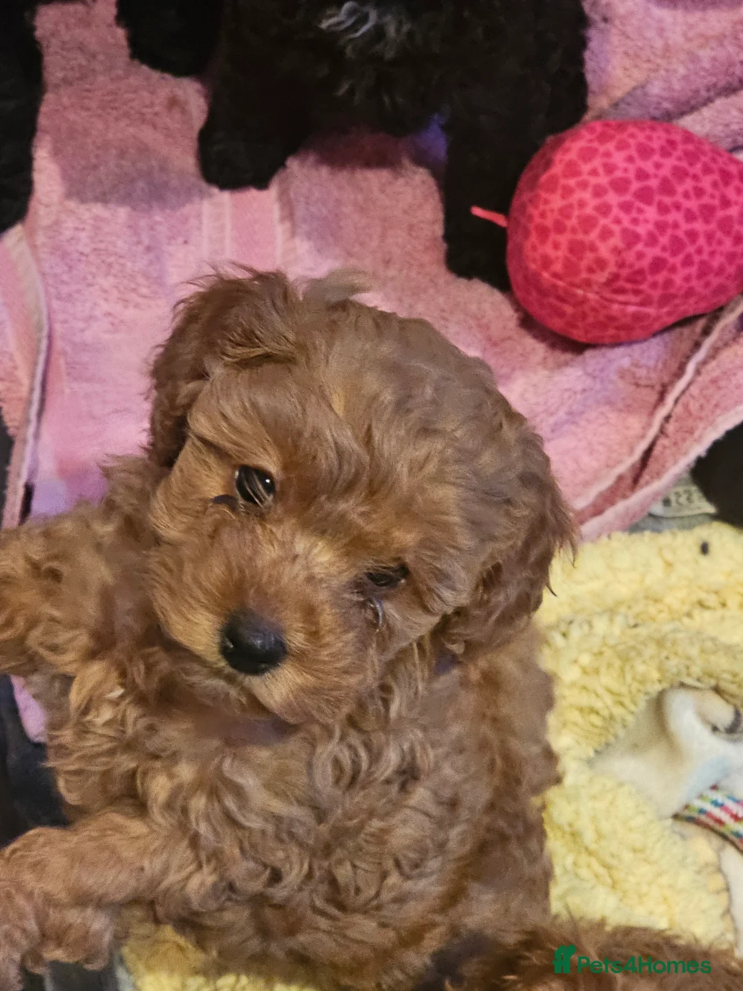 Cockapoo dogs for sale: Cockerpoo F1b Pups for sale (Ready to be rehomed) - Advert 11