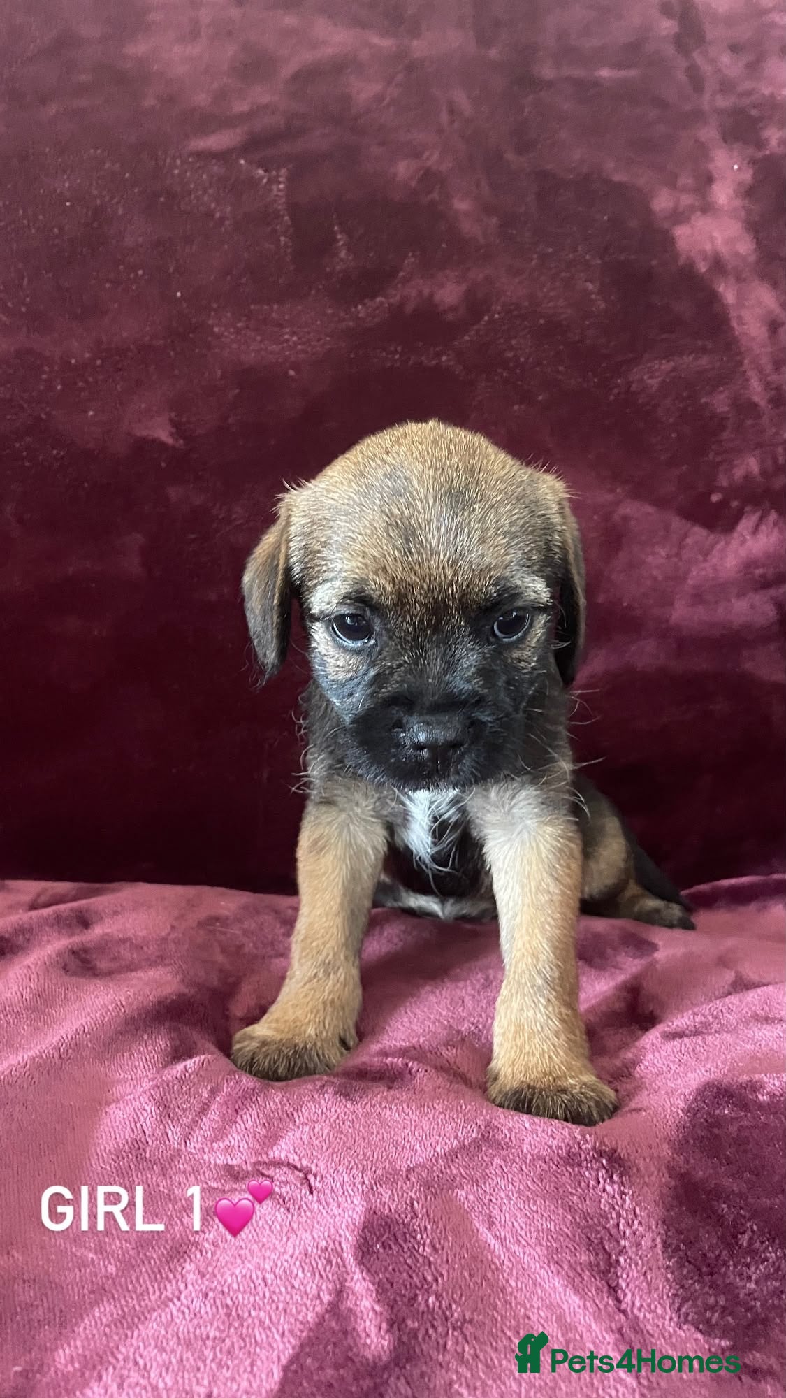 Border Terrier dogs Border terrier puppies - Advert 1