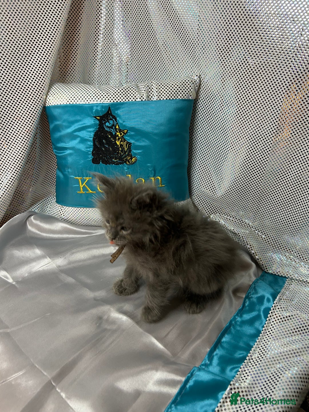 Maine Coon cats for sale: Beautiful GCCF reg Mainecoon kittens available  - Image 8