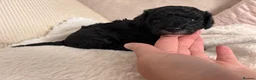 Toy Poodle dogs for sale: READY NOW solid black KC Toy poodle Girl - Advert 14